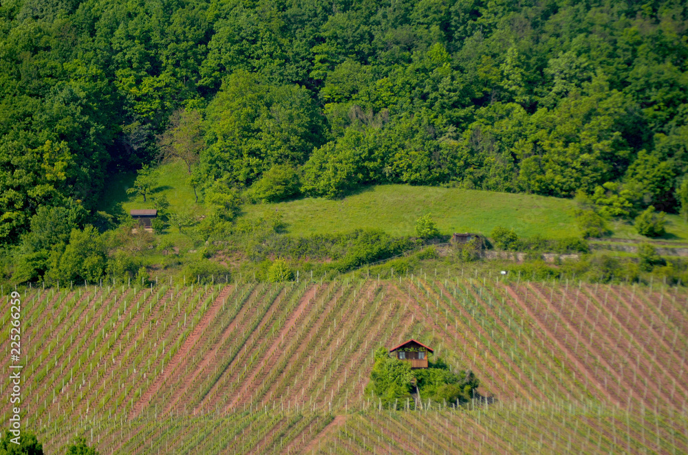 A small farm house sits at the bottom of a forest-covered mountain, surrounded by vineyards. The vines are planted in diagonal lines.