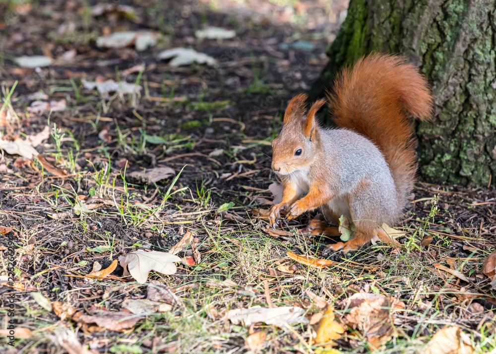 little red squirrel sitting near tree trunk in autumnal park and searches for food little red squirrel sitting near tree trunk in autumnal park and searches for food