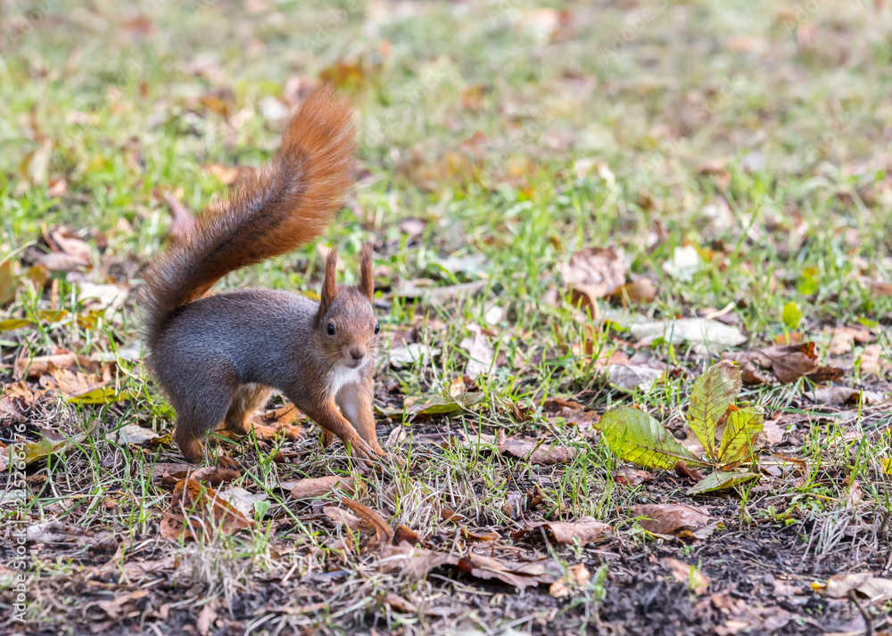 red squirrel searching for food in autumnal park red squirrel searching for food in autumnal park