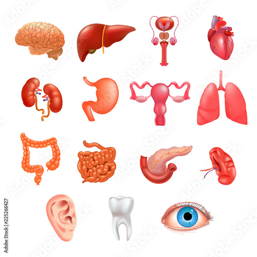 Vector internal organs icon set