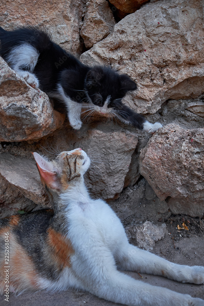 street cats in Turkish city