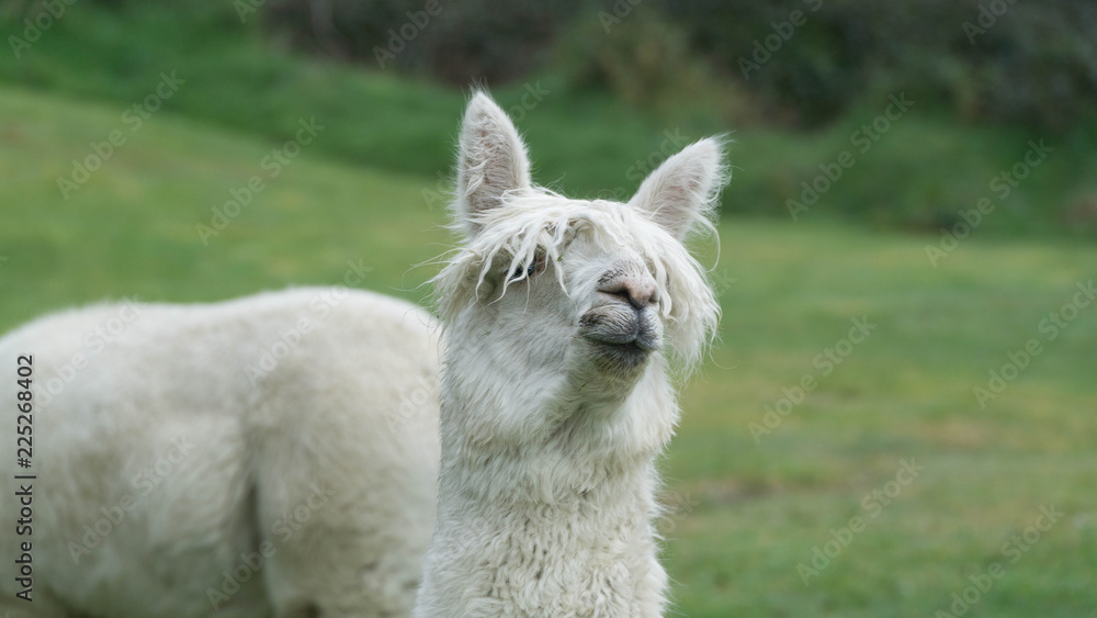 White funny Lama alpaca in New Zealand
