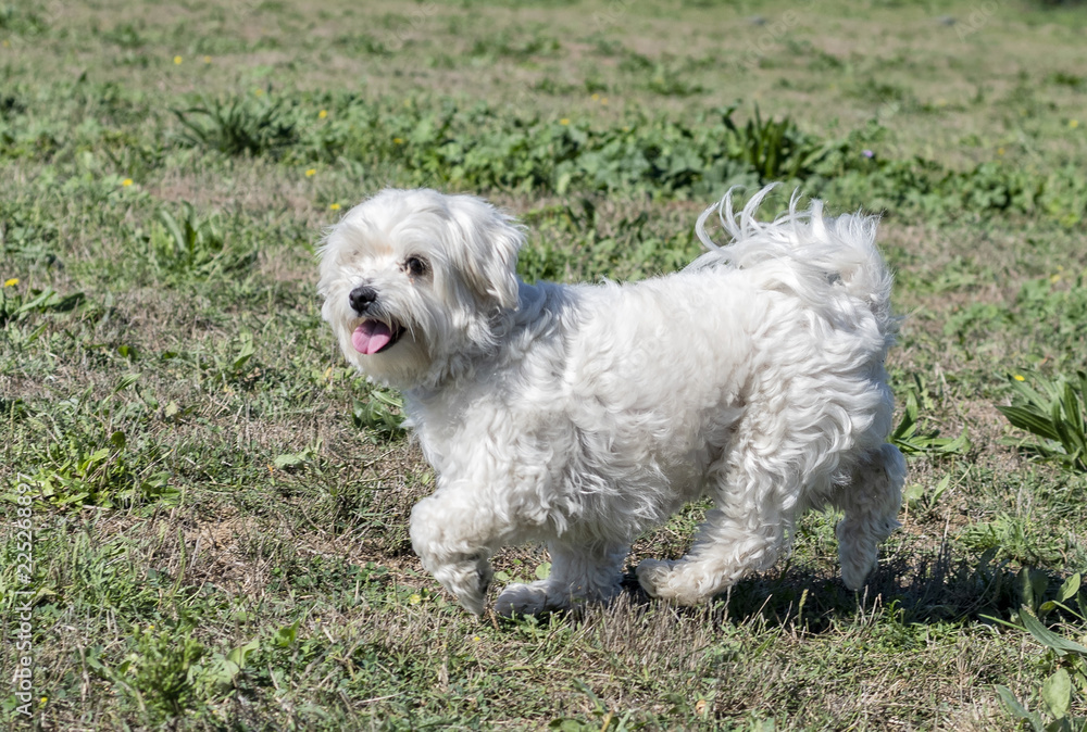 maltese dog in obedience