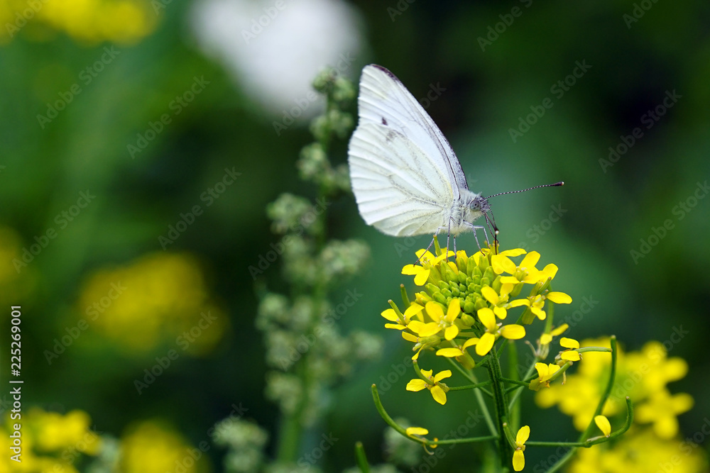 butterfly butterfly