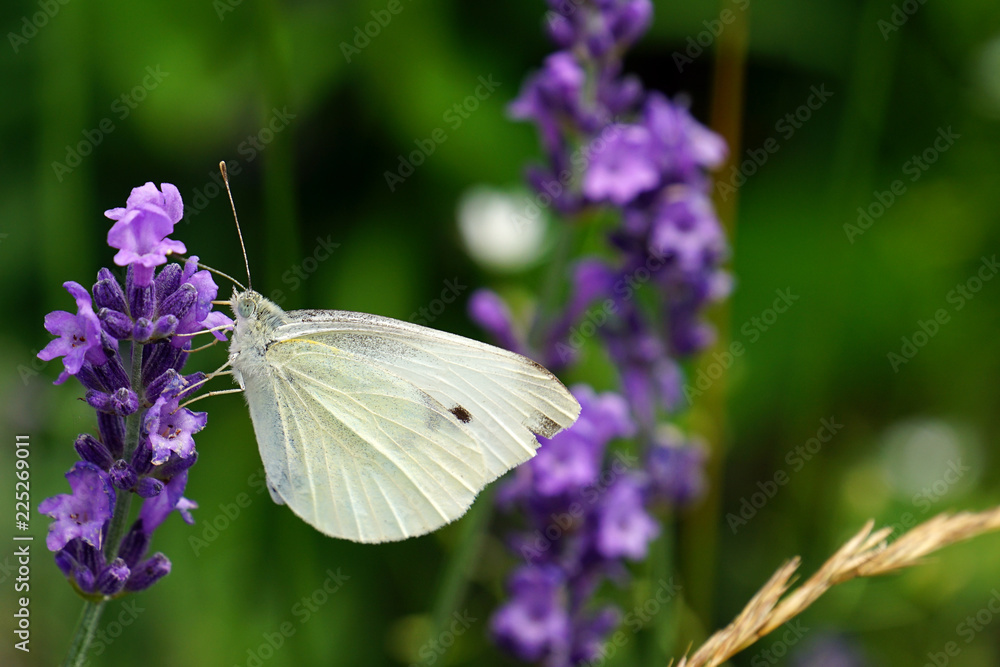 butterfly butterfly