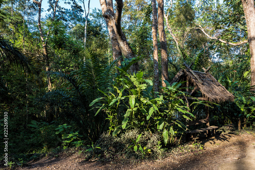 Laos - Luang Prabang - Wald bei den Tat Kuang Si Wasserf  llen