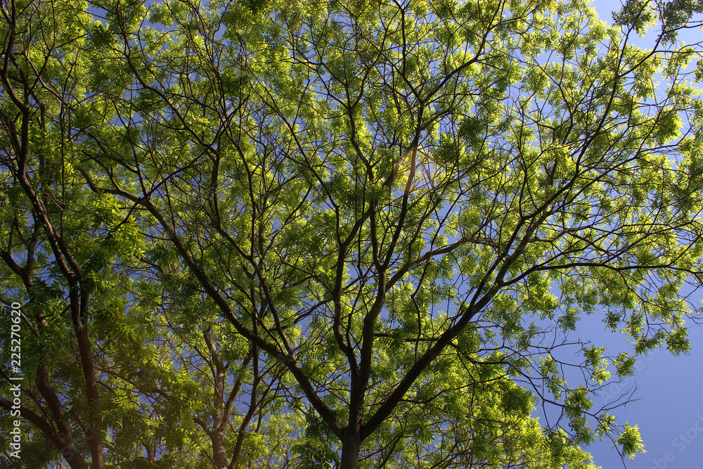 Frühlingsbaum.
Frisches grün am Baum