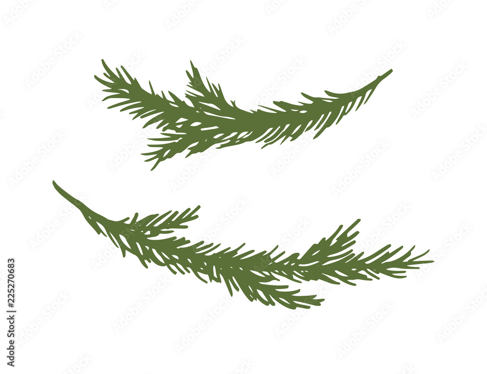 Set of hand drawn spruce branches. Ink vector illustration. Christmas branches isolated on white background. Set of hand drawn spruce branches. Ink vector illustration. Christmas branches isolated on white background.