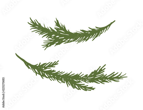 Set of hand drawn spruce branches. Ink vector illustration. Christmas branches isolated on white background.