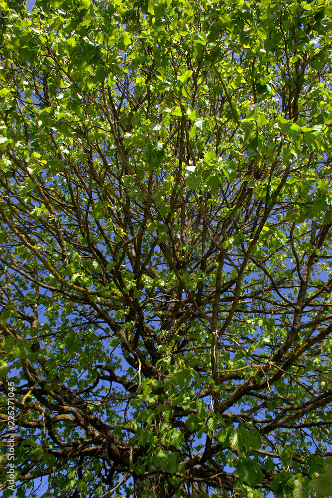 Frühlingsbaum.
Frisches grün am Baum Frühlingsbaum.
Frisches grün am Baum