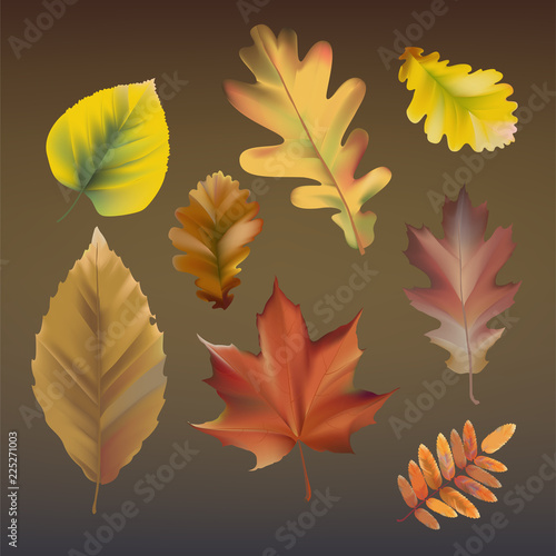 Collection of autumn leaves vector
