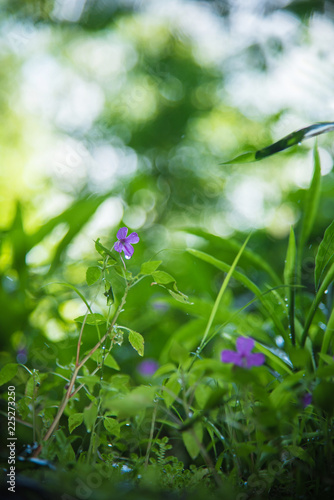 Violet flower