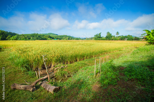 Golden field