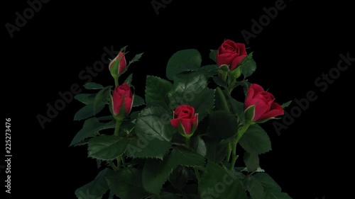 Time-lapse of opening red roses bouquet 1b1 in PNG+ format with ALPHA transparency channel isolated on black background
 photo