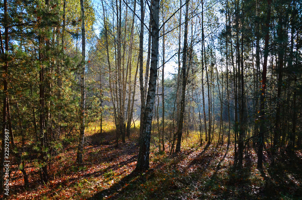 Autumn forest in the sunshine in the early morning.