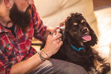 Male hand cleaning ear of dog at home