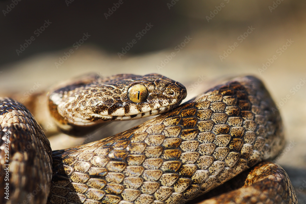 macro shot of juvenile cat snake macro shot of juvenile cat snake