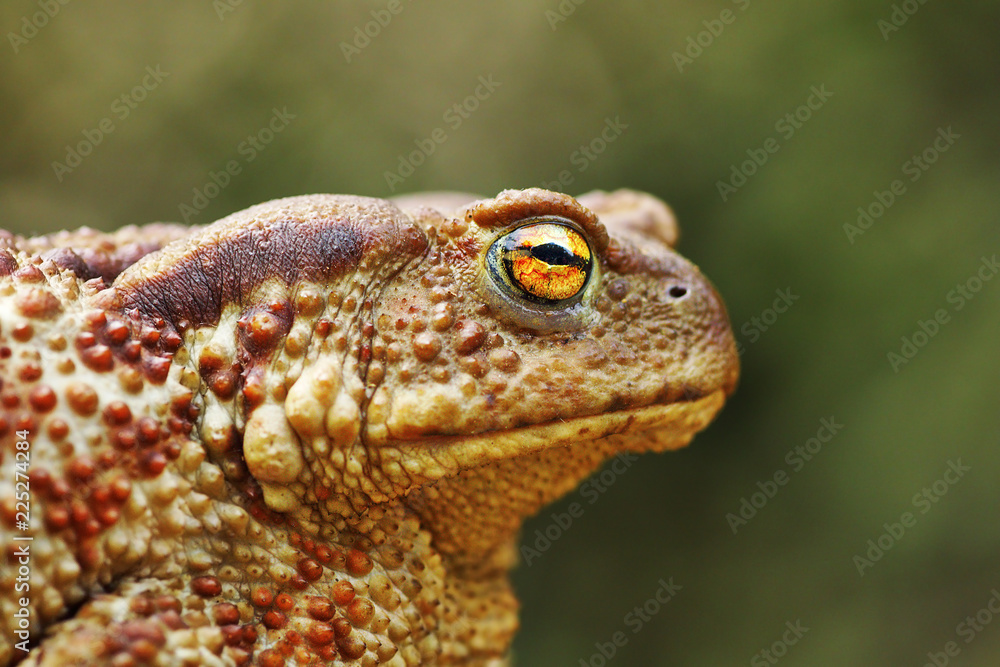 Naklejka premium portrait of large common brown toad