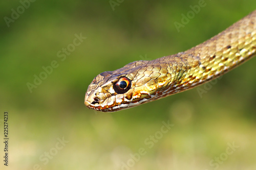 Malpolon insignitus, detail of head