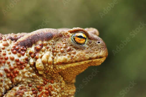 portrait of large common brown toad