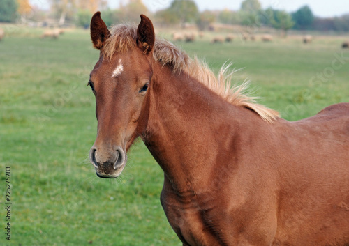 Portrait of a red foal against the background of a farmer meadow