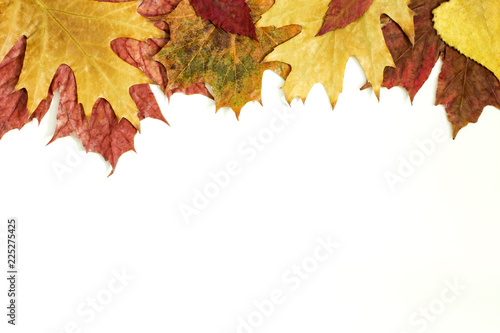 Colorful autumn leaves isoled on a white background 
