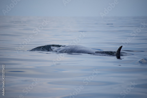 Bryde's whale shot in Gulf of Thailand.