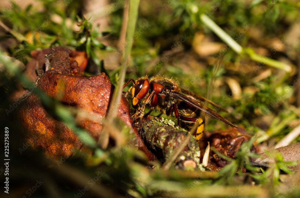 Naklejka premium Hornisse im Naturschutzgebiet Niedermoorwiesen in Berlin