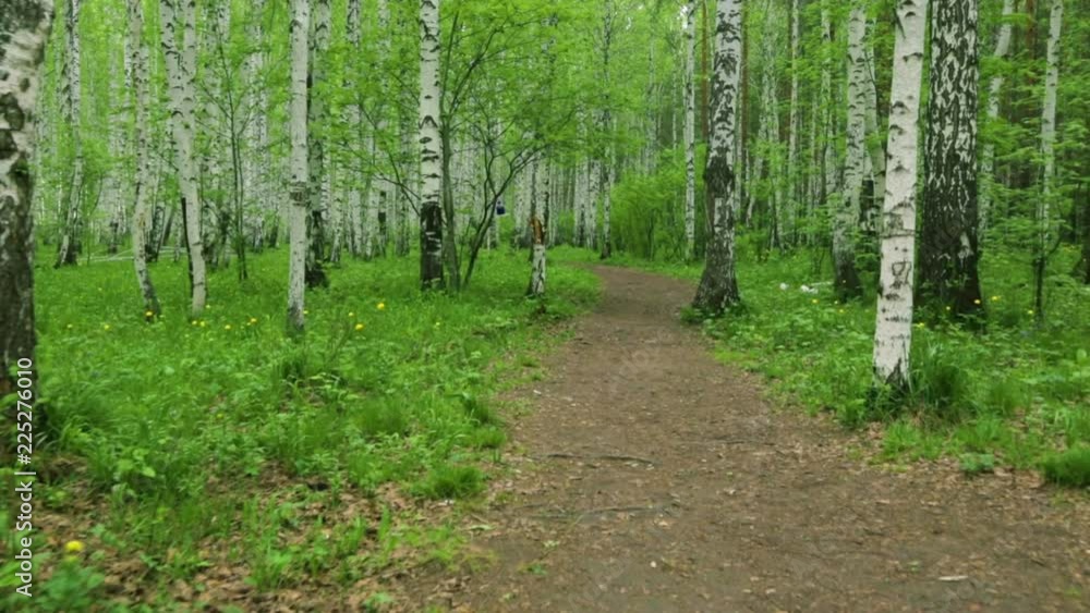 Birch grove green path in day light Birch grove green path in day light
