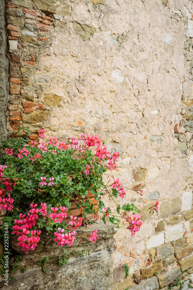 Pink flowers in front of stone wall in a small village of medieval origin. Volpaia, Tuscany, Italy