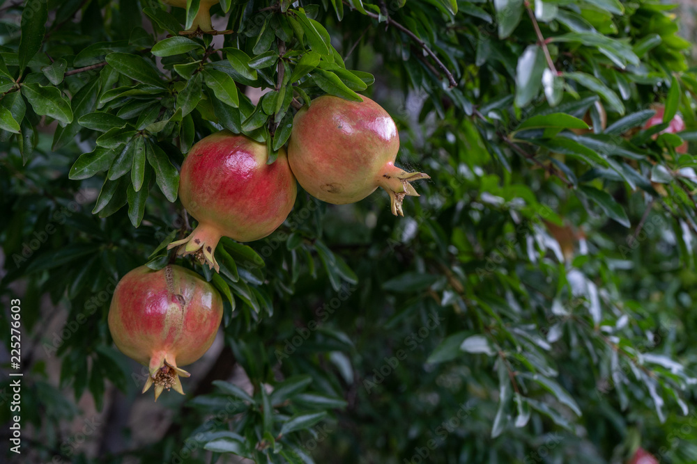 Colorful pomegranate fruit on tree branch. The foliage on the background