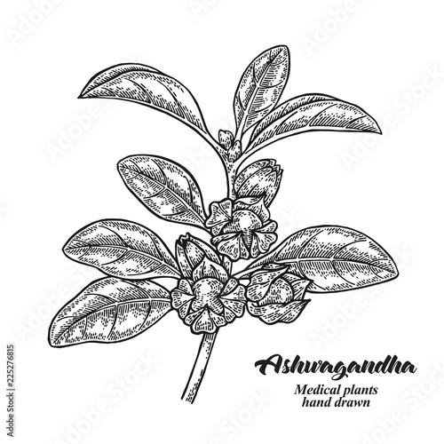 Hand drawn Ashwagandha. Medical plant Isolated on white background. Vector illustration engraved.