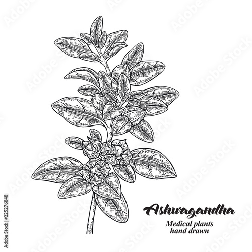 Hand drawn Ashwagandha. Medical plant Isolated on white background. Vector illustration engraved.