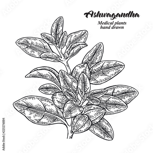 Hand drawn Ashwagandha. Medical plant Isolated on white background. Vector illustration engraved.