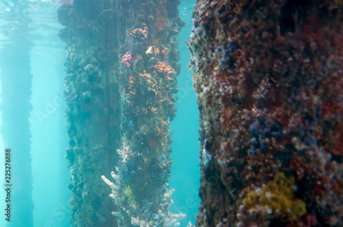 Views from the Underwater Observatory, Busselton Jetty, WA, Australia