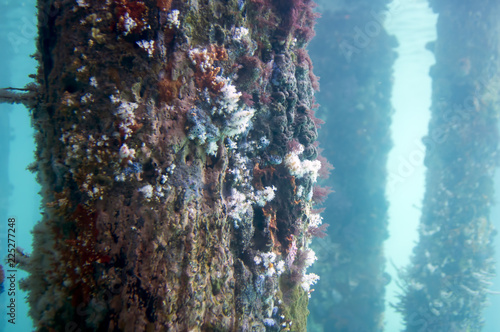 Views of growth on piers from the Underwater Observatory, Busselton Jetty, WA, Australia