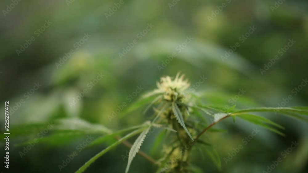 marijuana flower blooming medical cannabis plant marijuana flower blooming medical cannabis plant