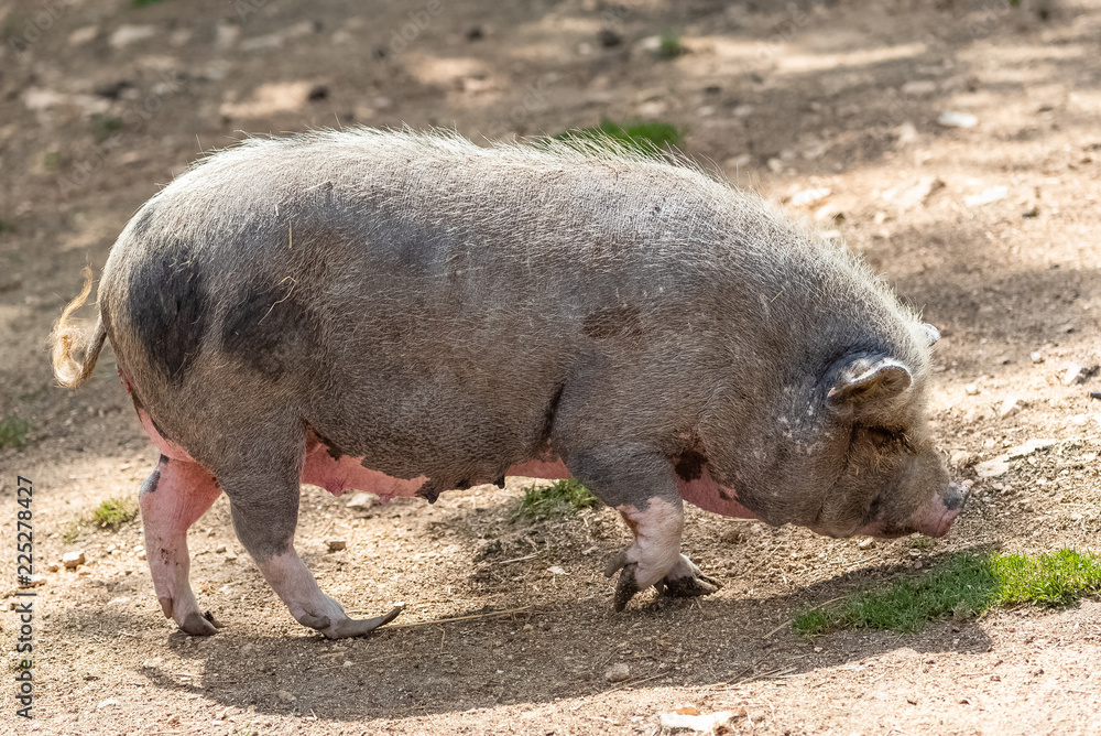 Pink pig walking, portrait, profile Pink pig walking, portrait, profile