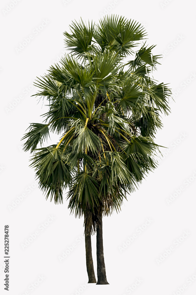 Washington Palm Tree isolated on white background with a high resolution suitable for graphic. with clipping path Washington Palm Tree isolated on white background with a high resolution suitable for graphic. with clipping path