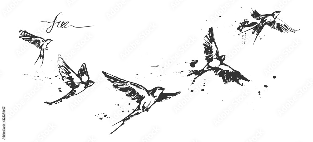 flying swallow birds set
