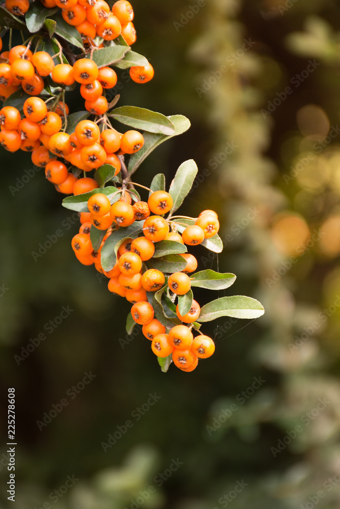Branch of a red mountain ash on a blurred background of nature. Branch of a red mountain ash on a blurred background of nature.