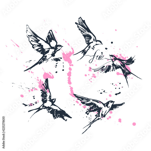 flying swallow birds set