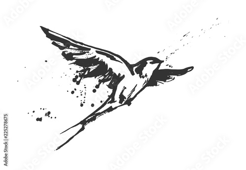 flying swallow bird