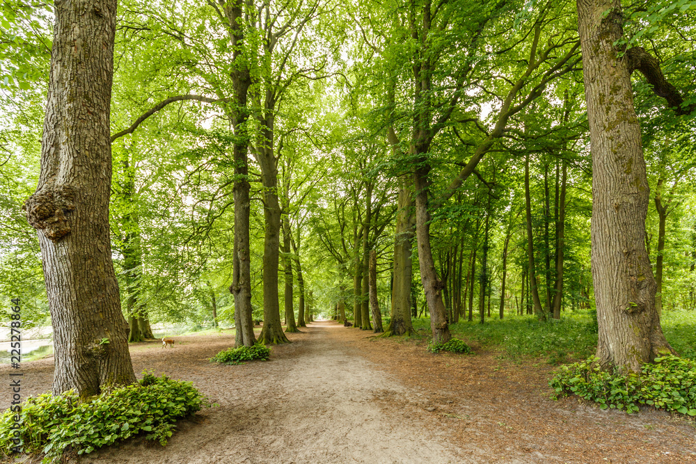Very nice access road with enchanting lime trees on Groenendaalse Forest estate in Heemskerk during early morning in spring with fresh green Very nice access road with enchanting lime trees on Groenendaalse Forest estate in Heemskerk during early morning in spring with fresh green