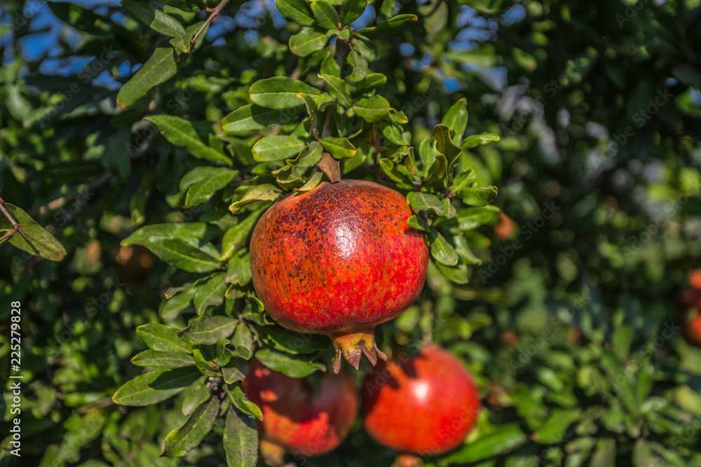 Red Pomegranate on tree with green leaves Red Pomegranate on tree with green leaves