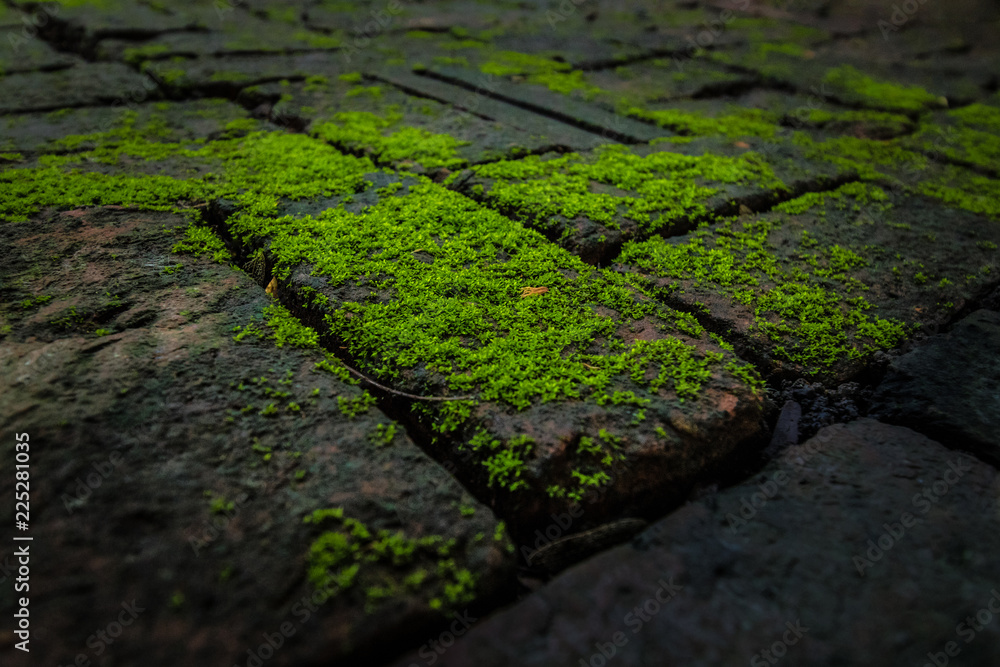 Green moss and brick background texture beautiful in nature. Floors pattern in environment concept.