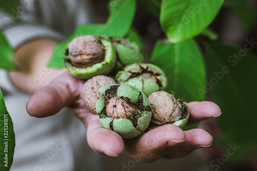 walnuts in hand