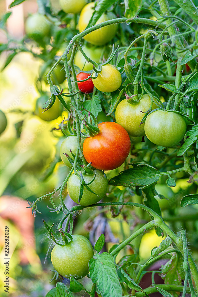 Tomatoes in the garden,Vegetable garden with plants of red tomatoes. Ripe tomatoes on a vine, growing on a garden. Red tomatoes growing on a branch. Tomatoes in the garden,Vegetable garden with plants of red tomatoes. Ripe tomatoes on a vine, growing on a garden. Red tomatoes growing on a branch.