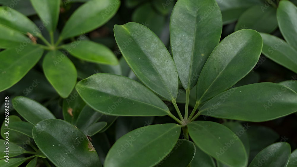 Obraz premium Beautiful green leaves