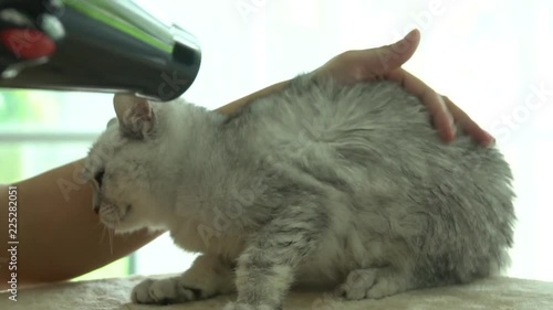 Owner is grooming the fur of cute kitten after shower with hair dryer slow motion  photo